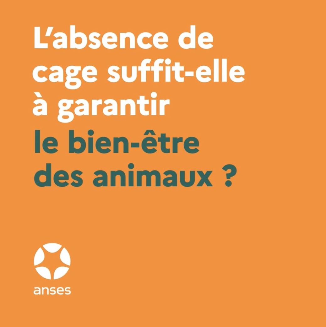 bien être animal